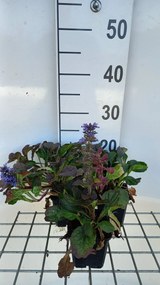 Ajuga reptans 'Catlin's Giant' - pot 9x9 cm -