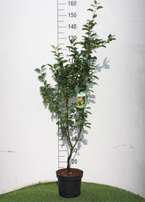 Malus 'Golden Hornet' - pot - 60-100 cm