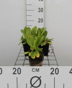 Primula denticulata 'Rubin' - pot 9x9 cm -