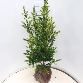 Ilex crenata'Green Hedge'- aardekluit - 80-100 cm