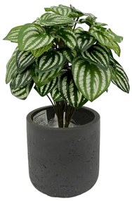 Peperomia Kunstplant - 25 cm