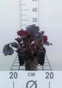 Heuchera 'Plum Pudding' - pot 9x9 cm