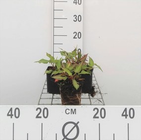 Persicaria amplexicaulis 'Orangofield' (Orange Field) - pot 9x9 cm