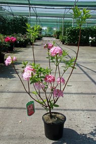 Rhododendron 'Knap Hill Pink' - pot - 40-50 cm