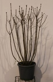 Syringa vulgaris 'Michel Buchner' - pot 35L - 125-150 cm