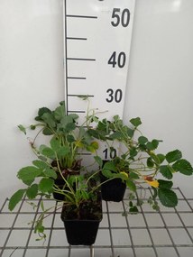 Fragaria rubicola 'Mount Omei' - pot 9x9 cm