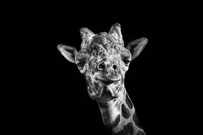 Foto Giraffe in Black and White, Malcolm MacGregor