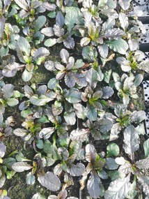 Ajuga reptans 'Purple Torch' - pot 9x9 cm -