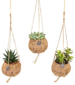 Mix Kokodama Succulent - 15cm