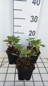 Salvia nemorosa'Blue Marvel'- pot 9x9 cm -
