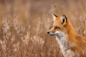 Foto Close-up of red fox on field,Churchill,Manitoba,Canada, Rick  Little / 500px, (40 x 26.7 cm)