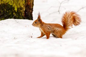 Foto beautiful squirrel on the snow eating a nut, Minakryn Ruslan, (40 x 26.7 cm)