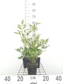 Astilbe 'Rheinland' - pot 9x9 cm -