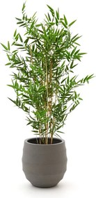 Kunstplant Designplants Luca Lifestyle | Groen Kunststof  | Inclusief bloempot | Kees Smit Tuinmeubelen