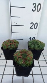 Sempervivum tectorum 'Triste' - pot 9x9 cm