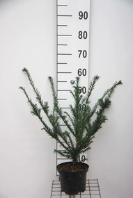 Taxus baccata - pot - 40-50 cm - struik -