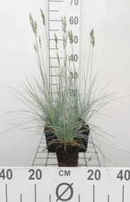 Festuca glauca 'Elijah Blue' - pot 9x9 cm -