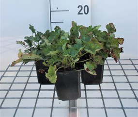 Heuchera sanguinea 'Leuchtkäfer' - pot 9x9 cm