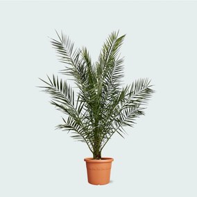 Phoenix Canariensis - 170cm