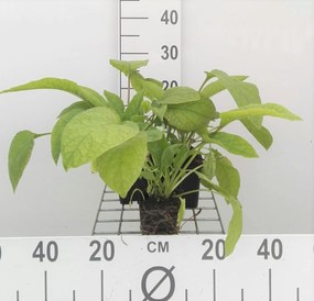 Symphytum grandiflorum 'Wisley Blue' - pot 9x9 cm -