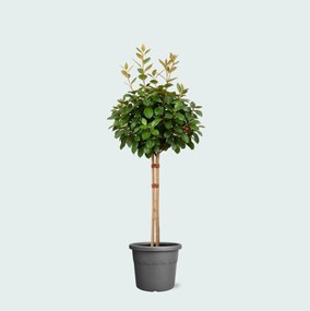 Eleagnus - 130cm