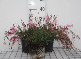 Gaura lindheimeri 'Siskiyou Pink' - pot 2L