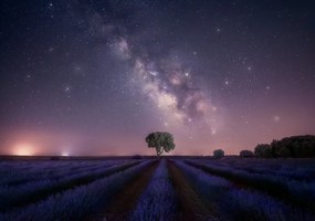 Foto Lavender fields nightshot, joanaduenas, (40 x 26.7 cm)