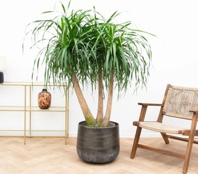 Beaucarnea Multi Stam - 130cm