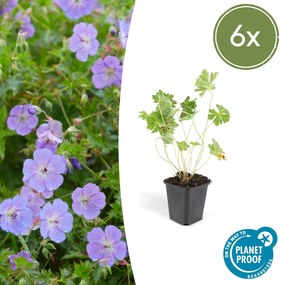 Geranium Rozanne - 20cm