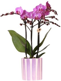 Orchidee (Phalaenopsis) inclusief pot 'Painted Stripe'