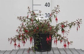 Fuchsia 'Riccartonii' - pot - 30-40 cm -
