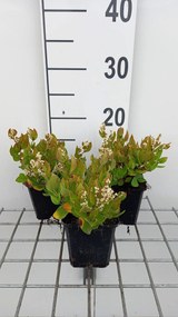 Persicaria kahil - pot 9x9 cm