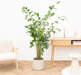 Caryota Mitis - 160cm