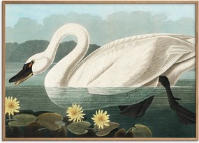 Poster American Swan met eikenhouten lijst