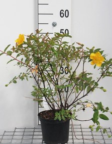 Hypericum x moserianum - pot - 30-40 cm