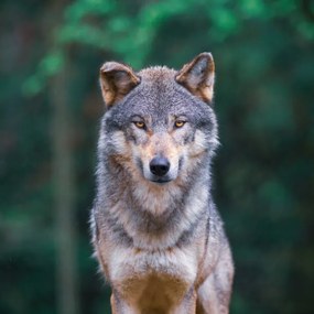 Foto Grey wolf  looking straight in, tilo