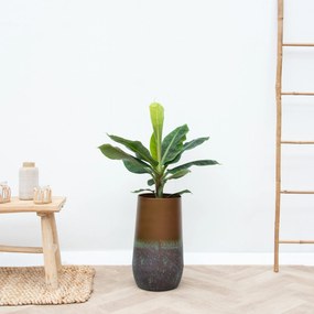 Combi deal - Bananenplant inclusief Vaas Elisa Mystic - 120cm