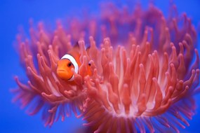 Kunstfotografie Finding Nemo, Wendy, (40 x 26.7 cm)