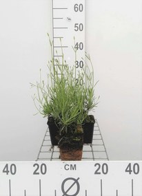 Lavandula x intermedia 'Grosso' - pot 9x9 cm -