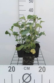 Lavatera 'Rosea' - pot 9x9 cm