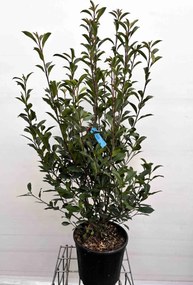 Photinia x fraseri 'Carré Rouge' - pot 15L - 100-125 cm