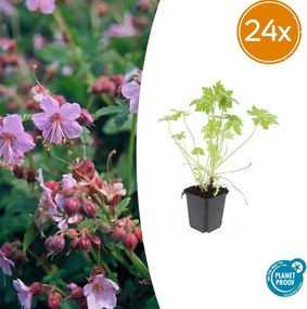 Geranium Macrorrhizum - 20cm
