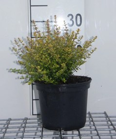 Lonicera nitida 'Baggesen's Gold' - pot - 20-25 cm