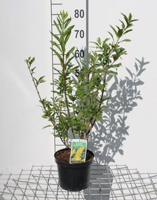 Forsythia x intermedia 'Lynwood' - pot - 50-60 cm