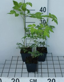 Actaea simplex 'White Pearl' - pot 9x9 cm -