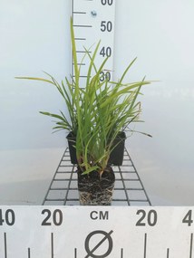 Liriope muscari 'Big Blue' - pot 9x9 cm -