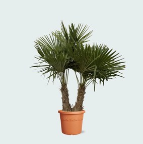 Trachycarpus Multistam - 230cm