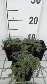 Thymus praecox 'Pseudolanuginosus' - pot 9x9 cm