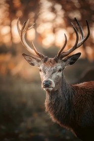 Foto Red Deer Stag Portrait, serts, (26.7 x 40 cm)