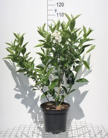 Weigela'Candida'- pot 10L - 80-100 cm
